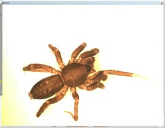 Apostenus fuscus