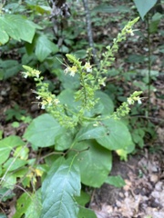 Collinsonia canadensis