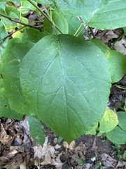 Collinsonia canadensis