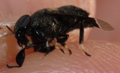 Lepiselaga