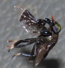 Lepiselaga