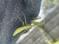 Stagmomantis carolina