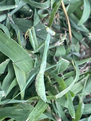 Stagmomantis carolina