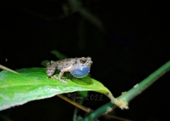 Megophrys feii