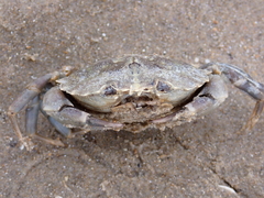 Carcinus maenas