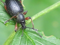 Otiorhynchus coecus