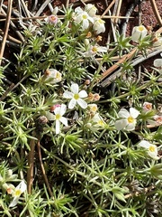 Leptosiphon melingii