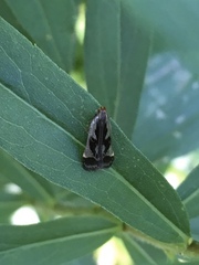 Dichomeris ochripalpella