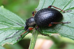 Otiorhynchus coecus