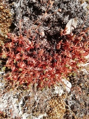 Saxifraga losae