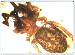 Coelotes atropos