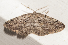 Zermizinga indocilisaria