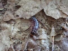 Stenagostus rhombeus