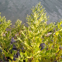 Baccharis halimifolia