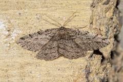 Zermizinga indocilisaria