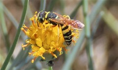 Philanthus ventilabris