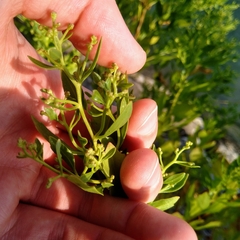 Baccharis halimifolia
