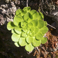 Aeonium glandulosum