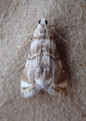 Eoparargyractis plevie