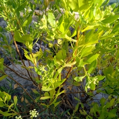 Baccharis halimifolia