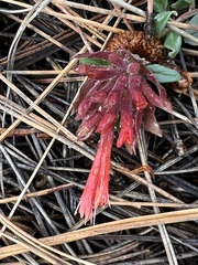 Monardella macrantha macrantha