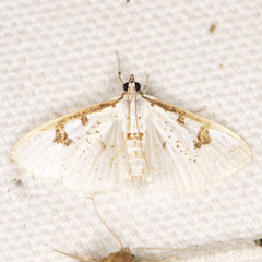 Palpita illibalis