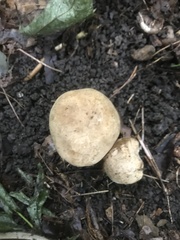 Caloboletus inedulis