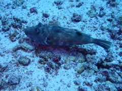 Sphoeroides angusticeps