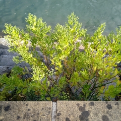 Baccharis halimifolia