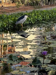 Nycticorax nycticorax