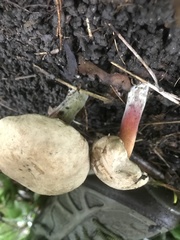 Caloboletus inedulis