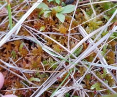 Sphagnum subfulvum