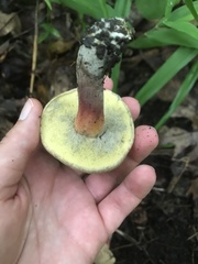 Caloboletus inedulis