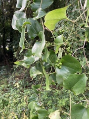 Smilax rotundifolia