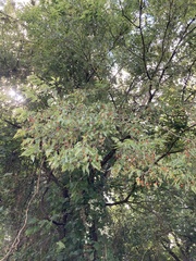 Crataegus punctata