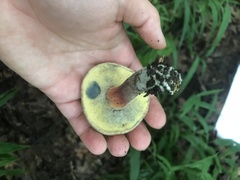 Caloboletus inedulis