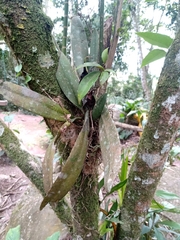 Trichocentrum pumilum