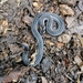 Lacroix Kukri Snake - Photo (c) 通通, some rights reserved (CC BY-NC), uploaded by 通通