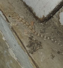 Tarentola mauritanica