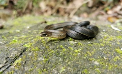 Hebius atemporalis