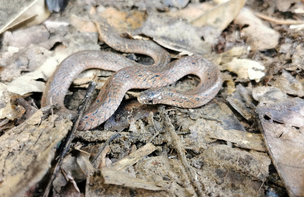Blakeway's Blotch-Necked Snake
