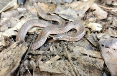 Plagiopholis blakewayi