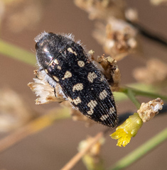 Acmaeodera bacchariphaga