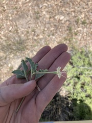 Acleisanthes