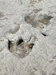 Acrocanthosaurus atokensis