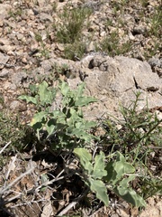 Acleisanthes