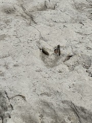 Acrocanthosaurus atokensis