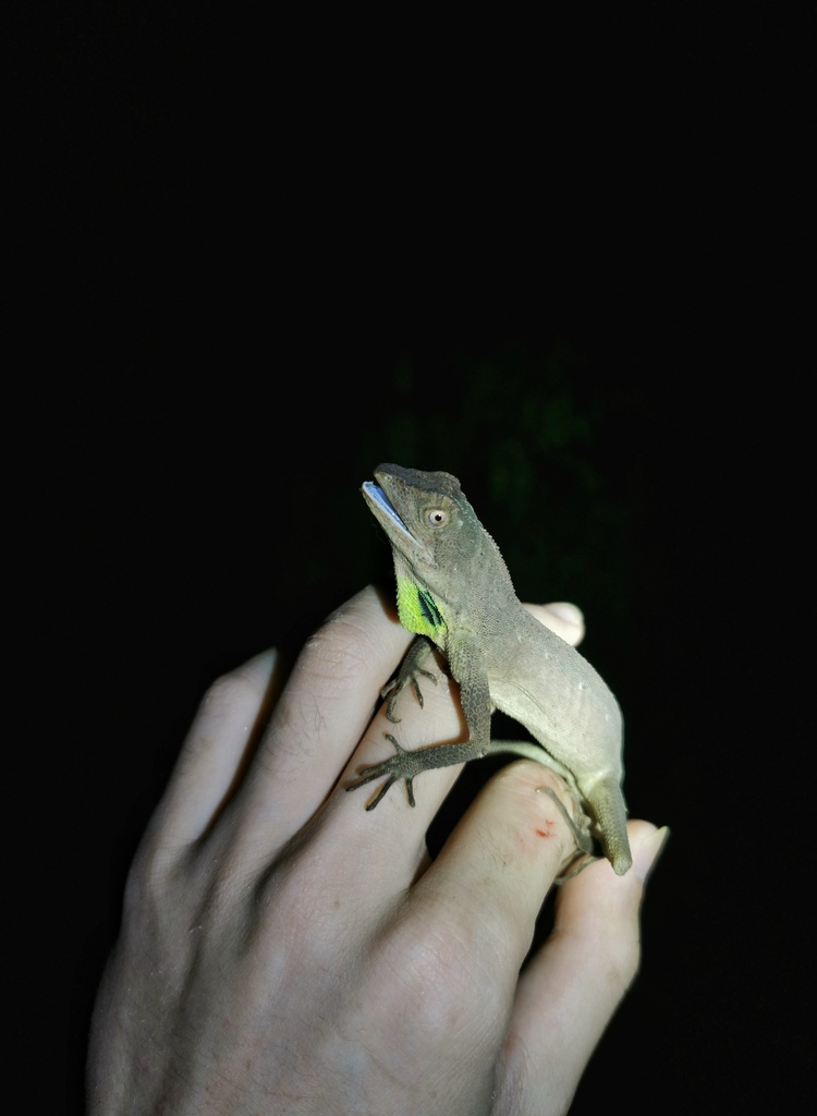 Tongbiguan fan‐throated lizard