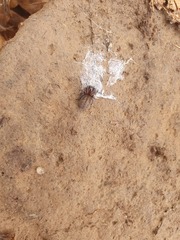 Callobius claustrarius