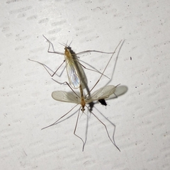 Chioneinae